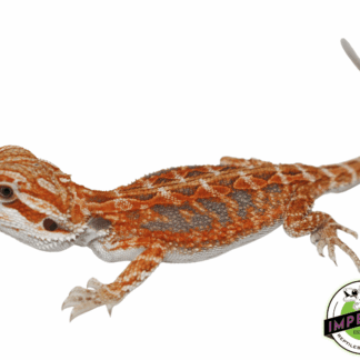 Hypo Orange Crush Bearded Dragon Baby