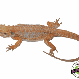Orange Crush Hypo Bearded Dragon Young Adult Female