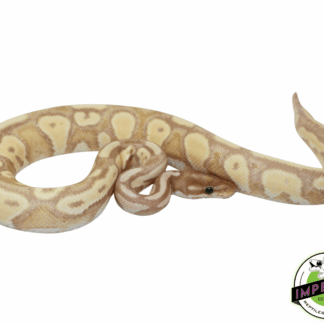 Banana Blackhead Orange Dream Het Pied Ball Python Adult