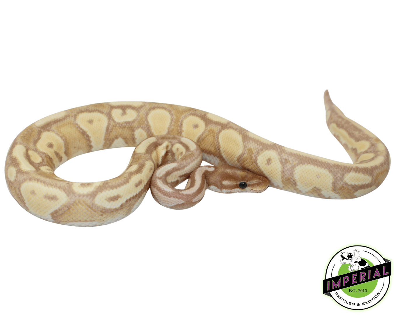 Banana Blackhead Orange Dream Het Pied Ball Python Adult
