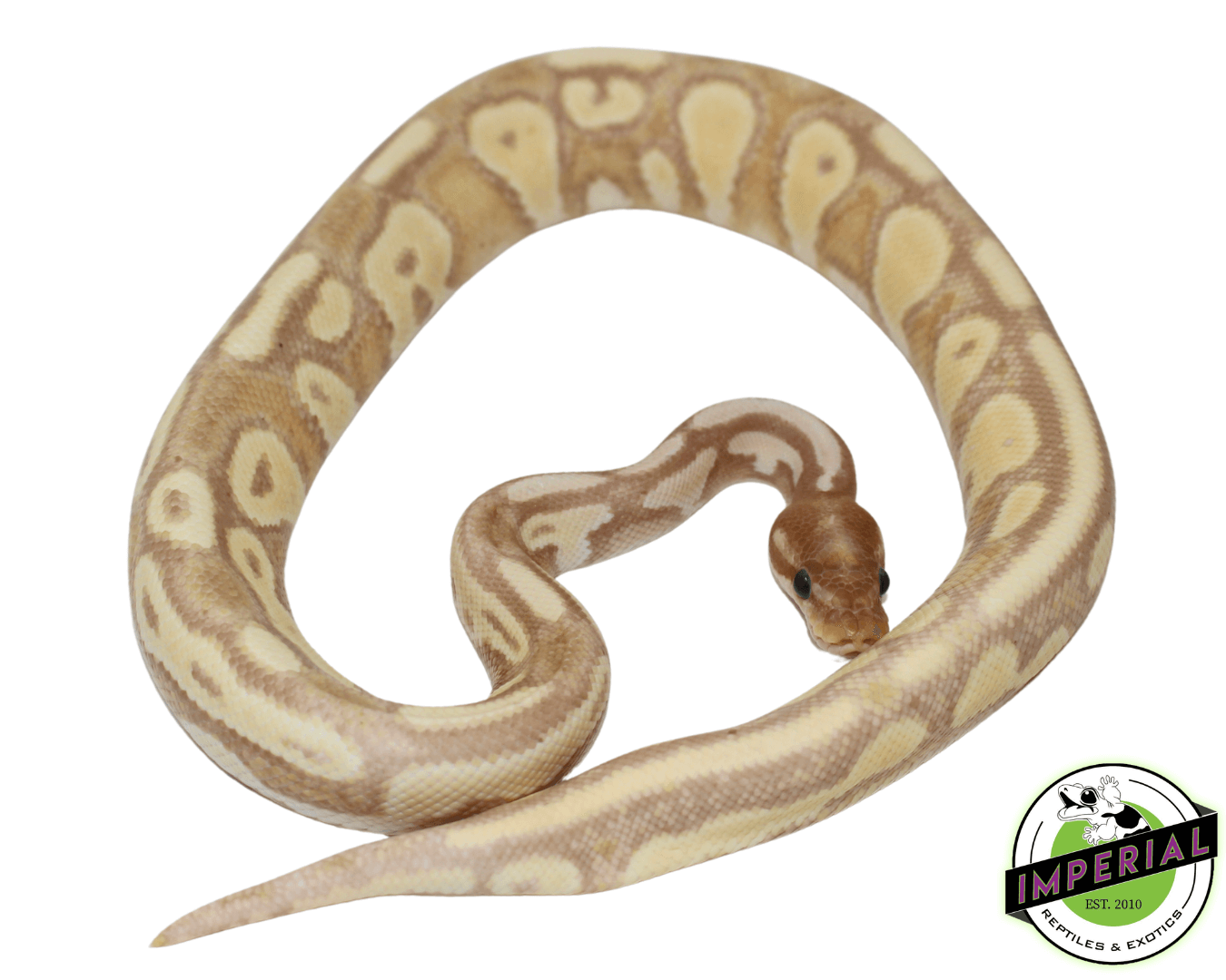 Banana Blackhead Orange Dream Het Pied Ball Python Adult - Image 2