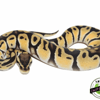 Orange Dream Fire Ball Python
