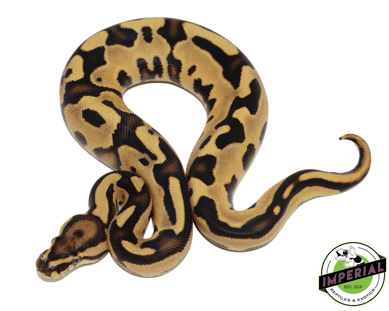 Orange Dream Fire Leopard Ball Python - Image 2