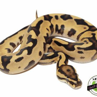 Orange Dream Fire Leopard Ball Python