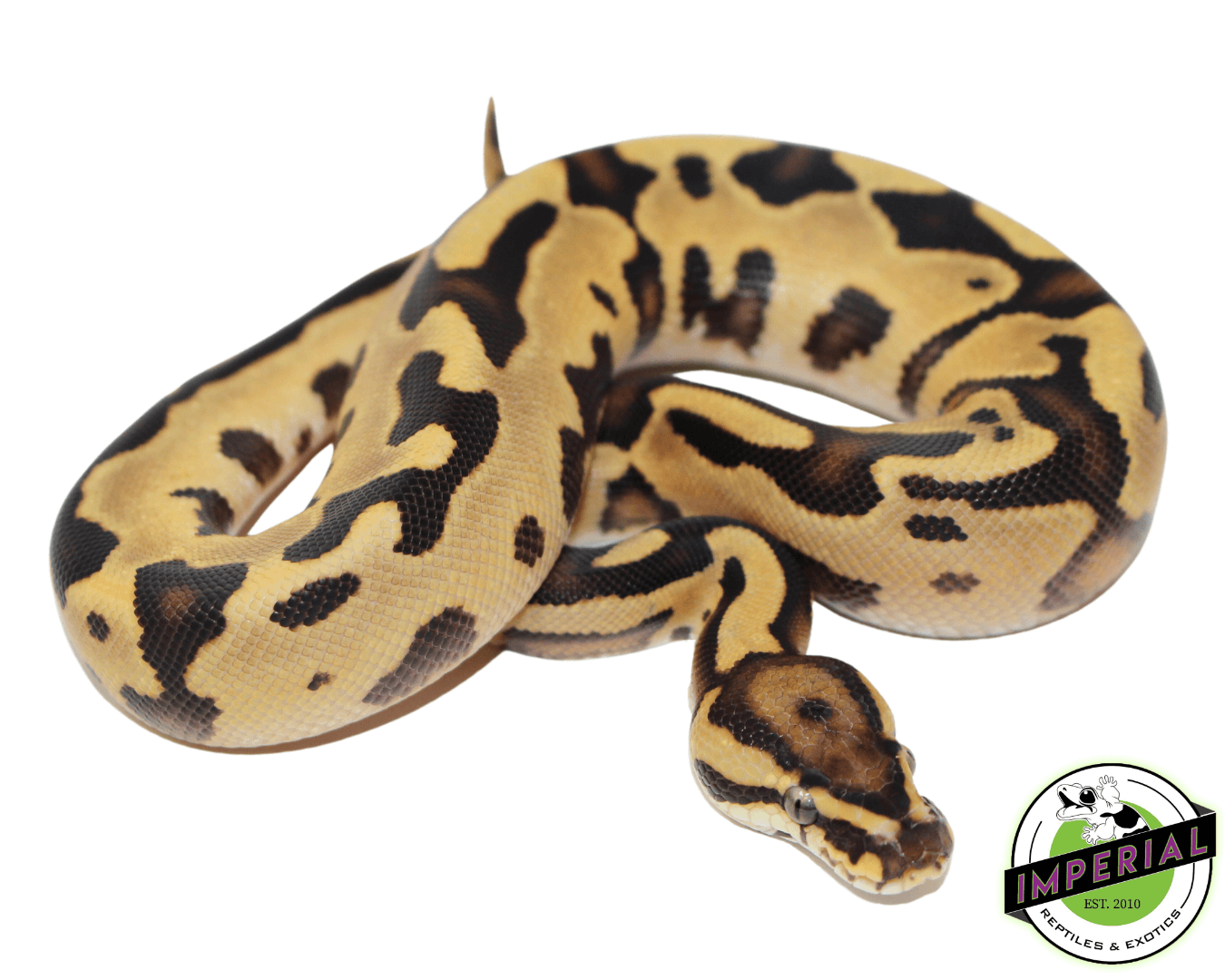 Orange Dream Fire Leopard Ball Python