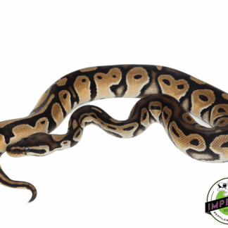 Orange Dream HRA Ball Python