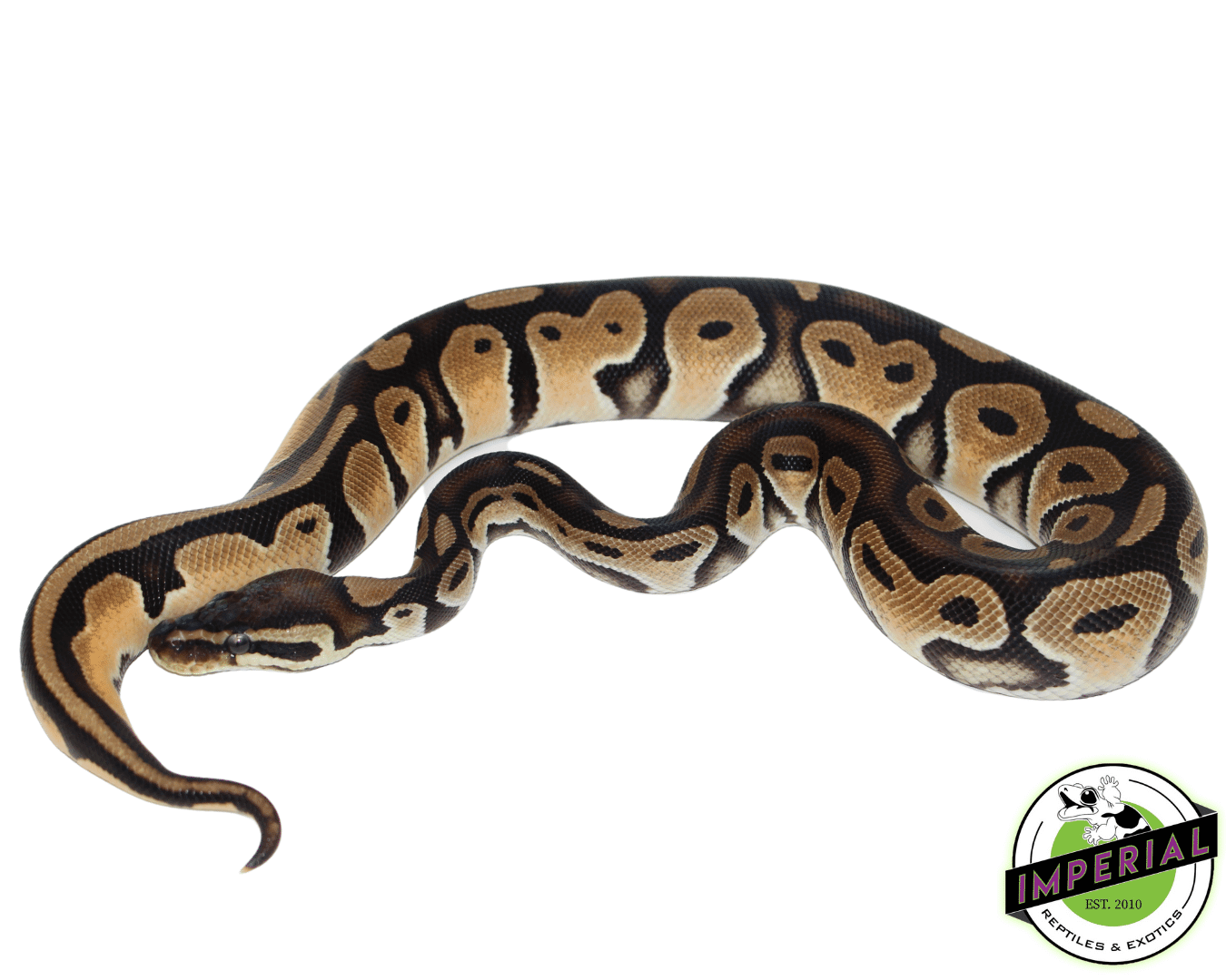 Orange Dream HRA Ball Python