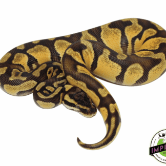 OD Fire Pos. Pastel Ball Python