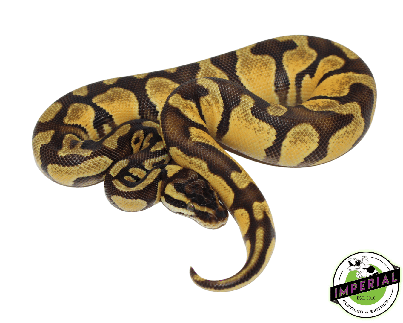 OD Fire Pos. Pastel Ball Python