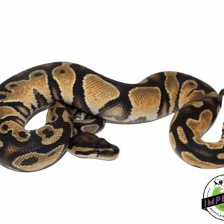Orange Dream Yellowbelly Ball Python