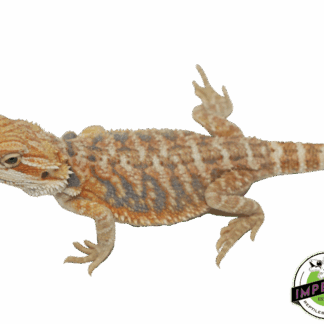 Orange Hypo Bearded Dragon Baby
