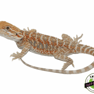 Female Orange Hypo Juvenile Bearded Dragon
