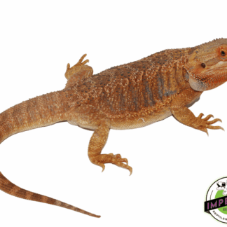 Orange Hypo Bearded Dragon Adult Female (#52423-01)