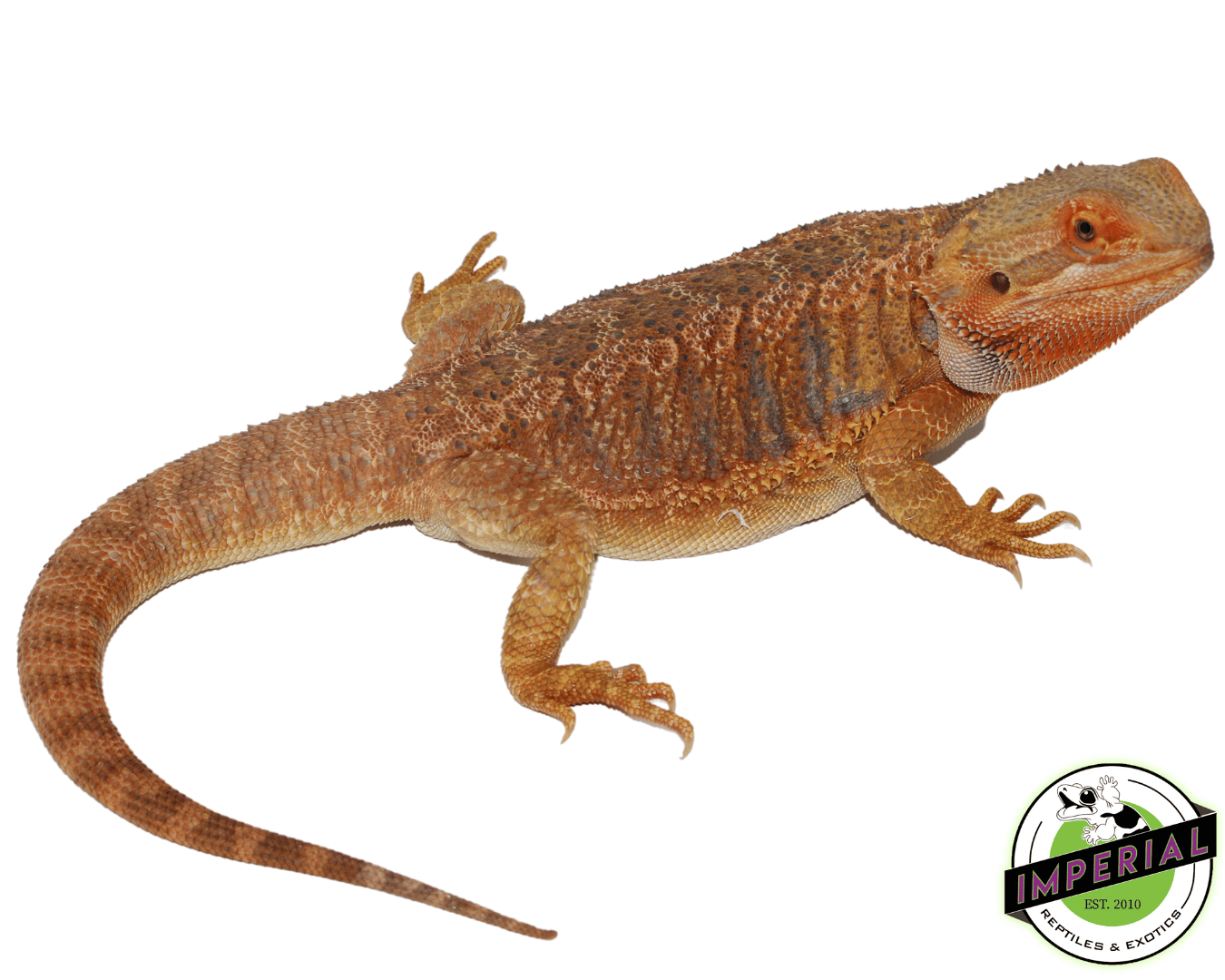 Orange Hypo Bearded Dragon Adult Female (#52423-01)