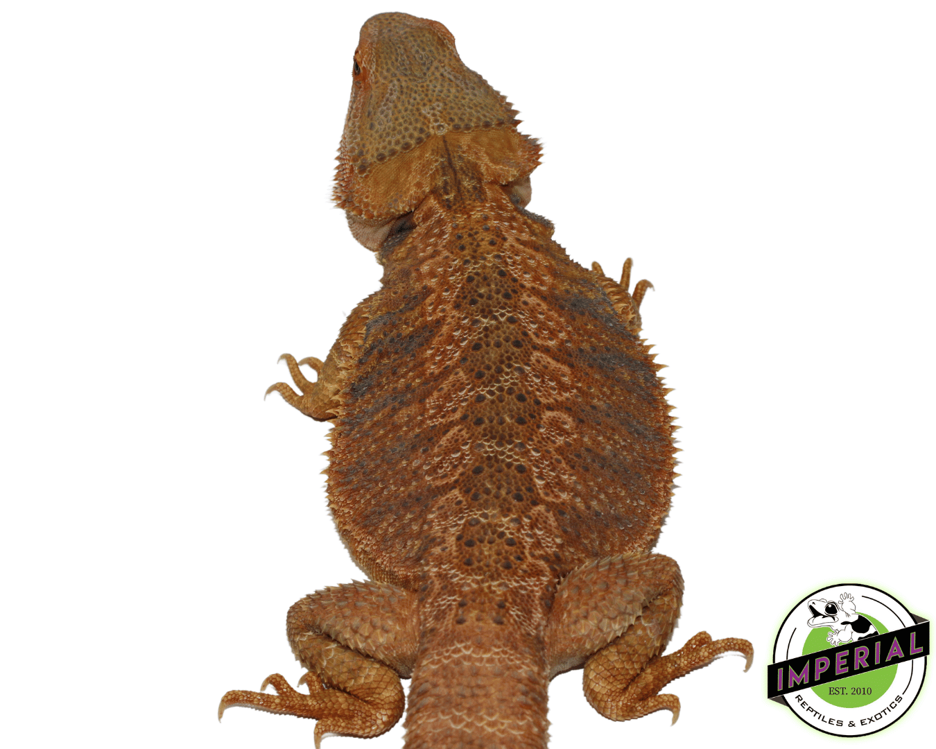 Orange Hypo Bearded Dragon Adult Female (#52423-01) - Image 2