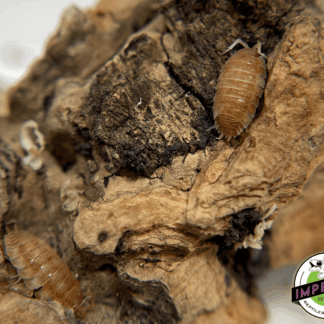 Porcellio scaber "Orange Koi" Isopods