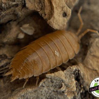 Porcellio laevis "Orange Laevis" Isopods