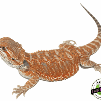 Female Orange Leatherback Hypo Juvenile Bearded Dragon