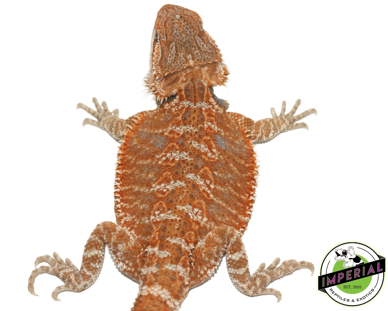 Female Orange Leatherback Hypo Juvenile Bearded Dragon - Image 2