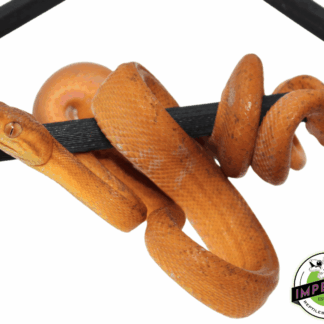 Patternless Orange Amazon Tree Boa