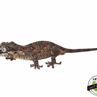 Orange Retic Gargoyle Gecko