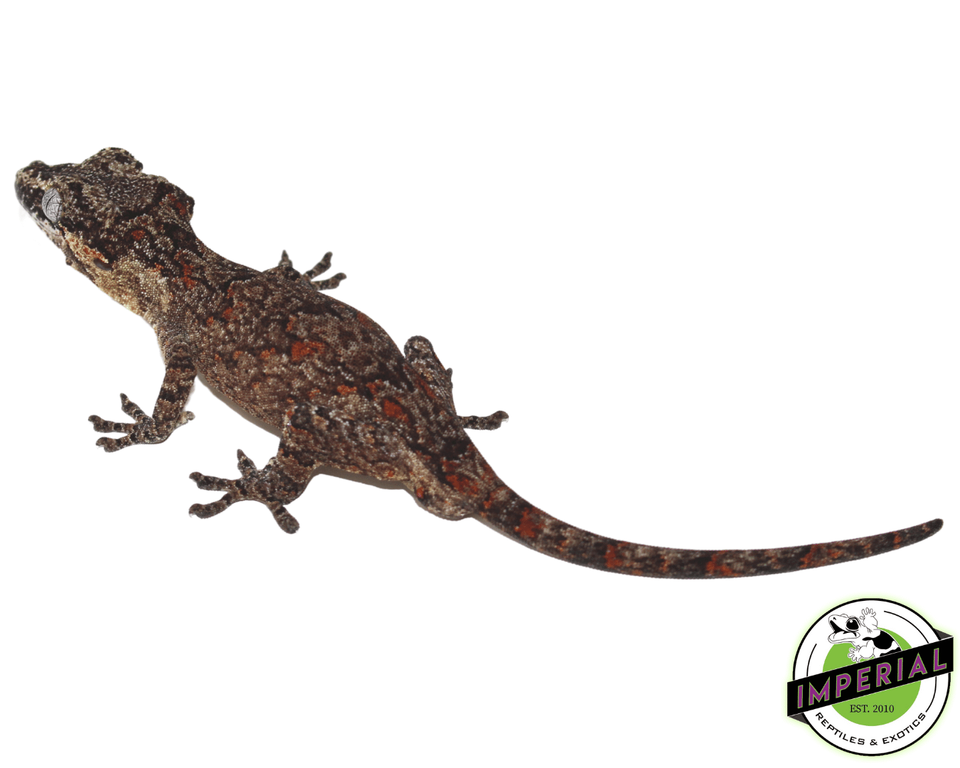 Orange Retic Gargoyle Gecko - Image 2