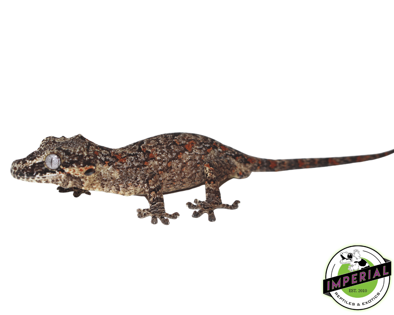 Orange Retic Gargoyle Gecko