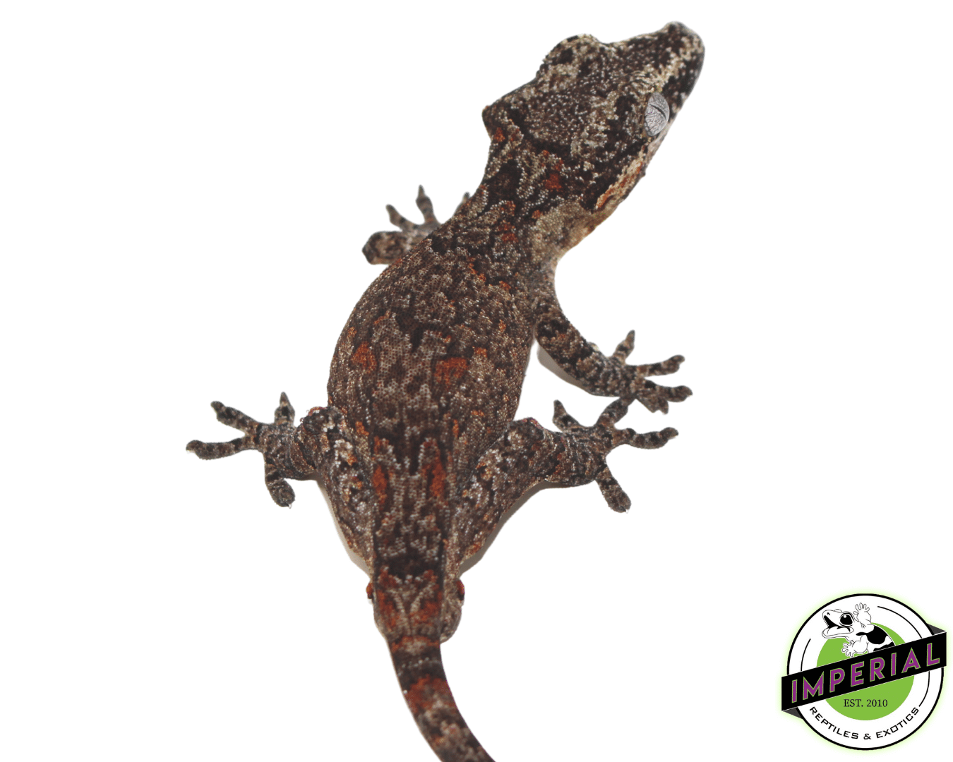 Orange Retic Gargoyle Gecko - Image 3