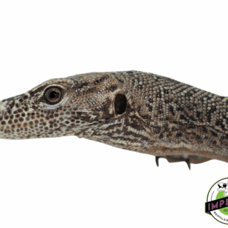 "Orange Spot" Blue Tail Monitor Adult Female