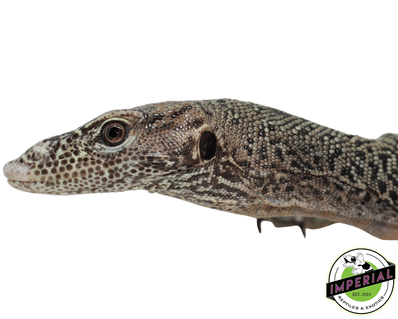 "Orange Spot" Blue Tail Monitor Adult Female