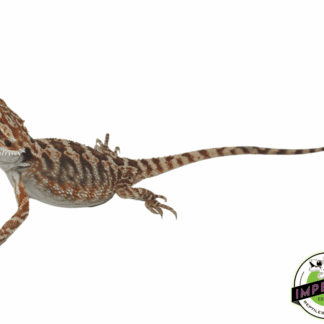 Orange Bearded Dragon Baby