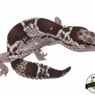 Oreo African Fat Tail Gecko
