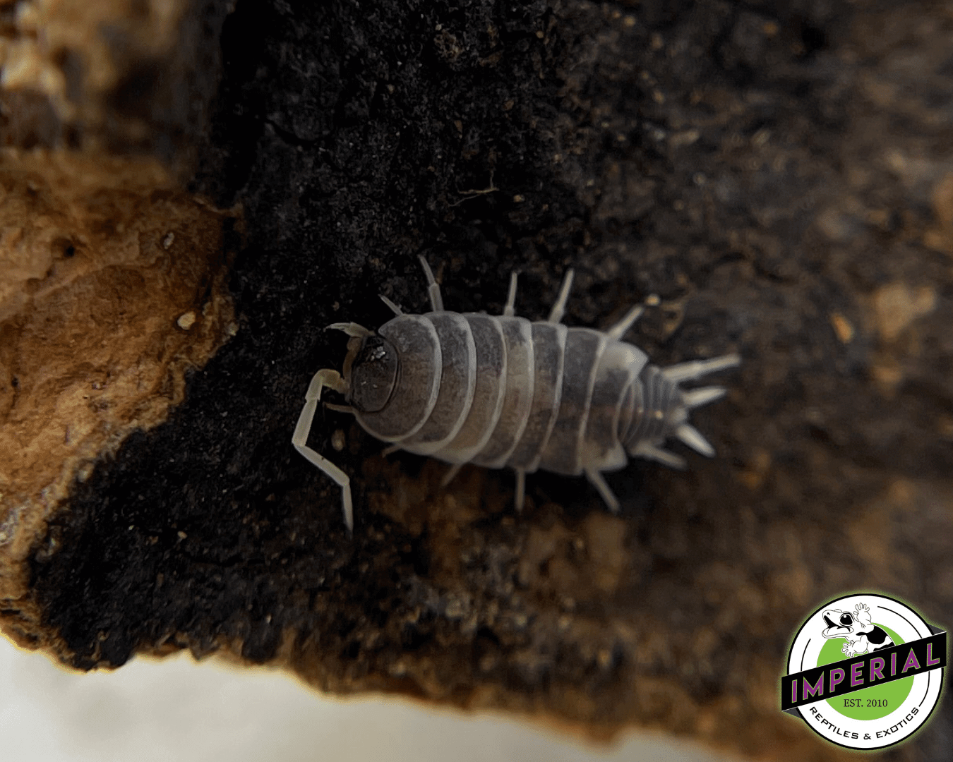 Porcellionides pruinosus "Oreo Crumble" Isopods (10 ct.) - Image 2