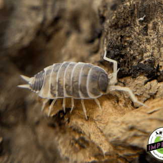 Porcellionides pruinosus "Oreo Crumble" Isopods (10 ct.)