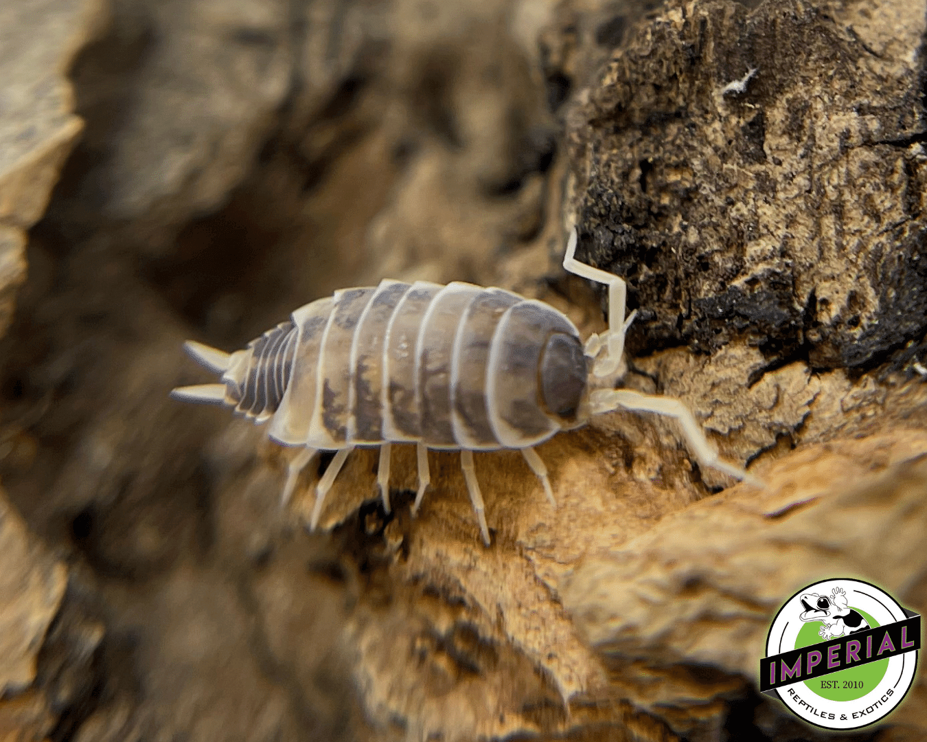 Porcellionides pruinosus "Oreo Crumble" Isopods (10 ct.)
