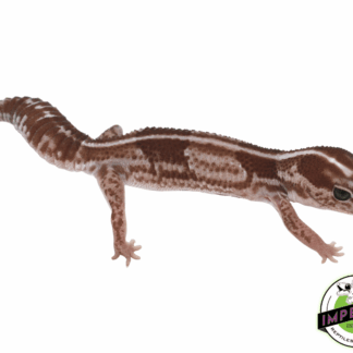 Oreo Stripe African Fat Tail Gecko Adult