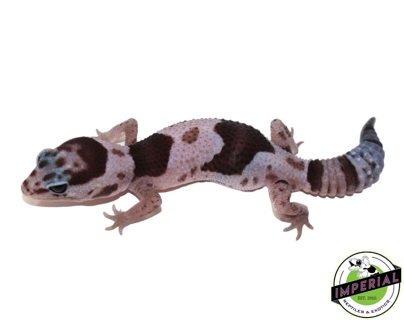 Oreo Whiteout African Fat Tail Gecko (#61523-09) - Image 2