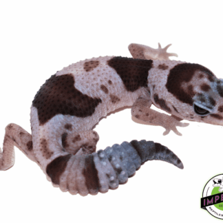 Oreo Whiteout African Fat Tail Gecko (#61523-09)