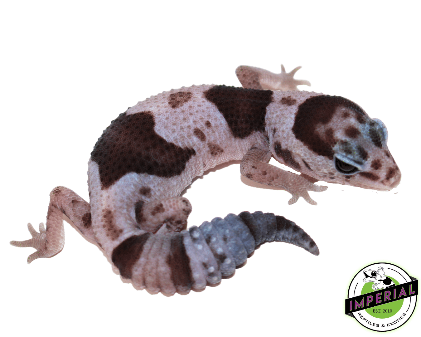 Oreo Whiteout African Fat Tail Gecko (#61523-09)