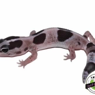 Striped Oreo Whiteout African Fat Tail Gecko (#61523-08)