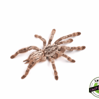 Togo Starburst Baboon Tarantula (Heteroscodra maculata)