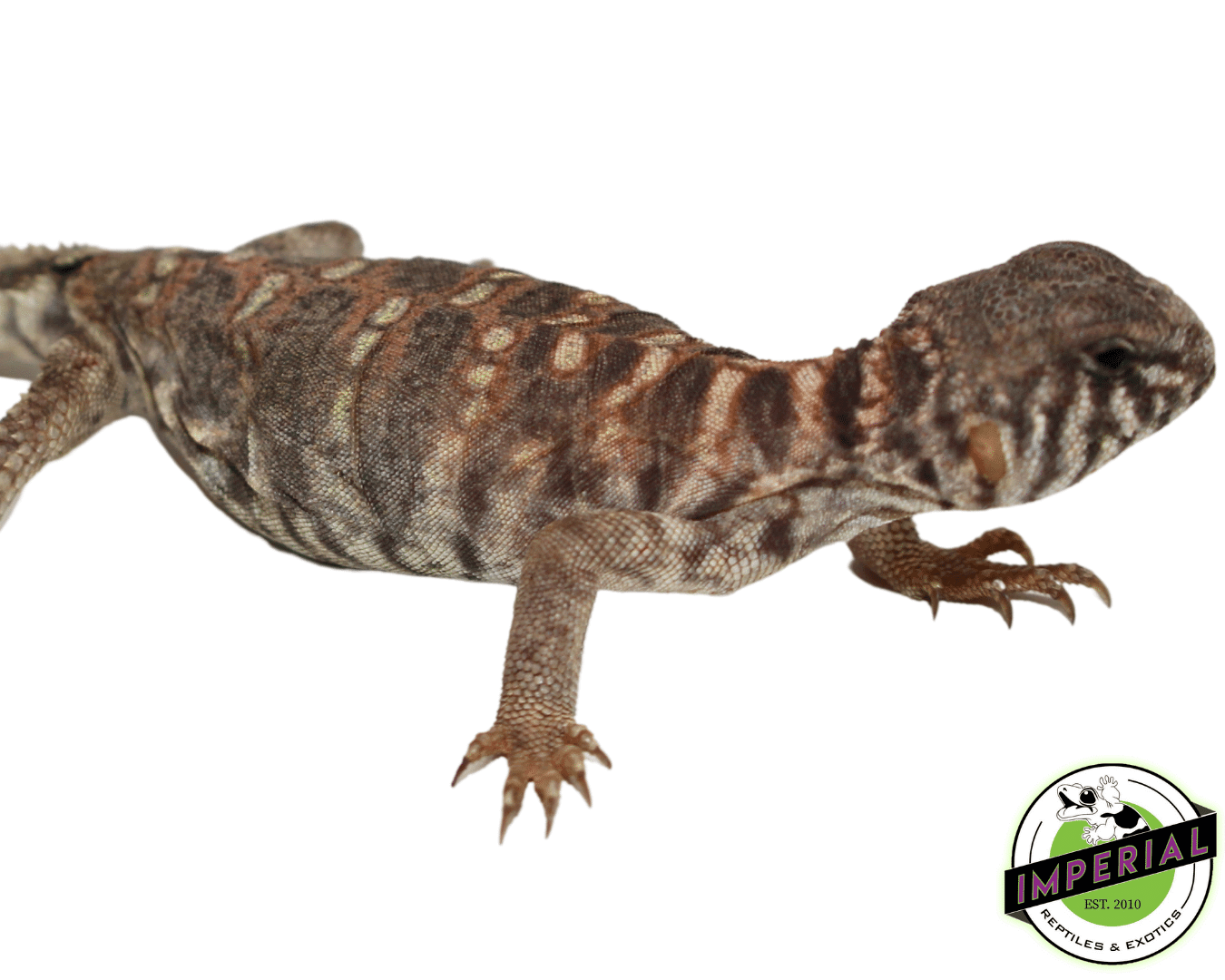 Ornate Uromastyx Baby - Image 3