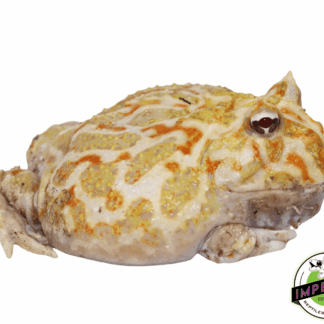 "Orange and White" Mutant Pacman Frog Young Adult Male #3