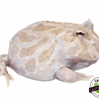 White Mutant Pacman Frog Young Adult Male #4