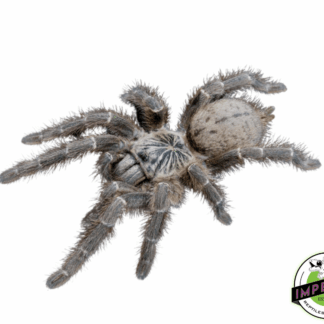 Mombasa Starburst Baboon Tarantula