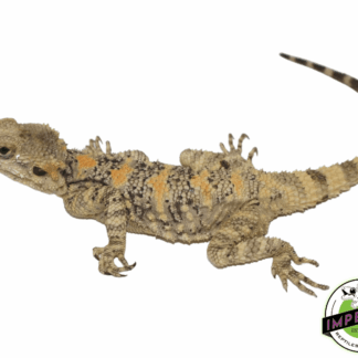 Painted "Clown" Agama