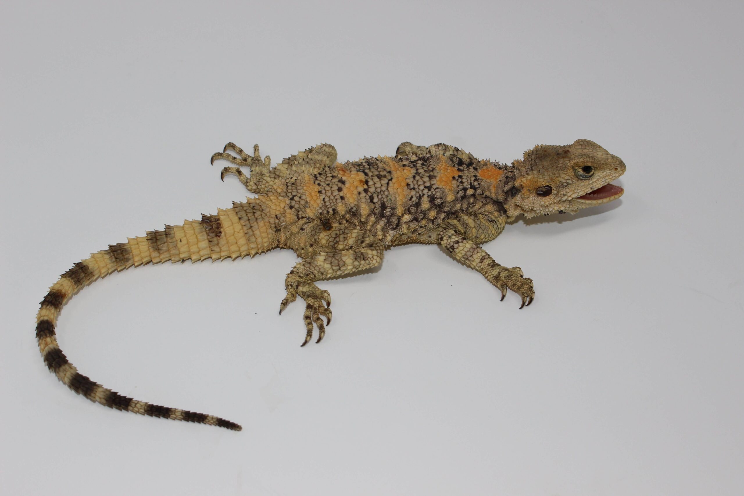Painted "Clown" Agama - Image 2