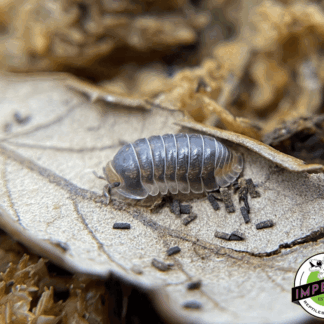 Cubaris sp "Pak Chong" Isopods