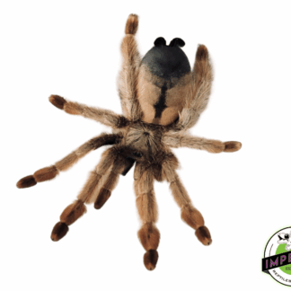 Panamanian Blonde Tarantula