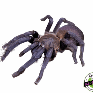 Panay Blue Earth Tiger Tarantula